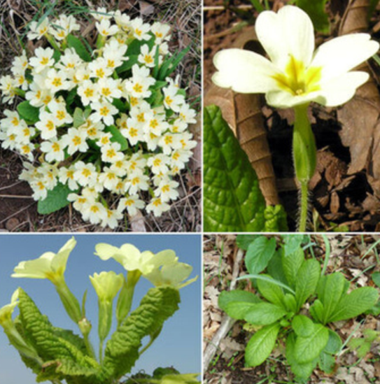 Primula
